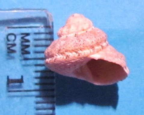 Gibbula fanulum ?